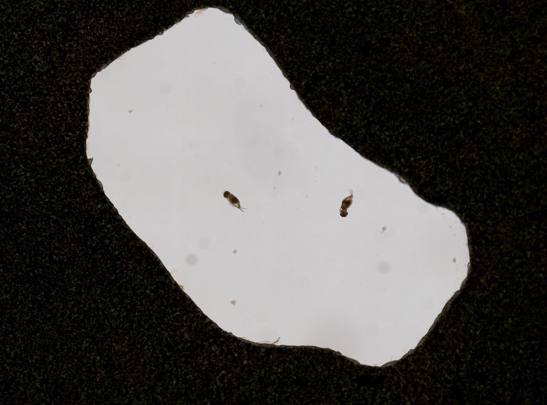 Cephalodella lepida image