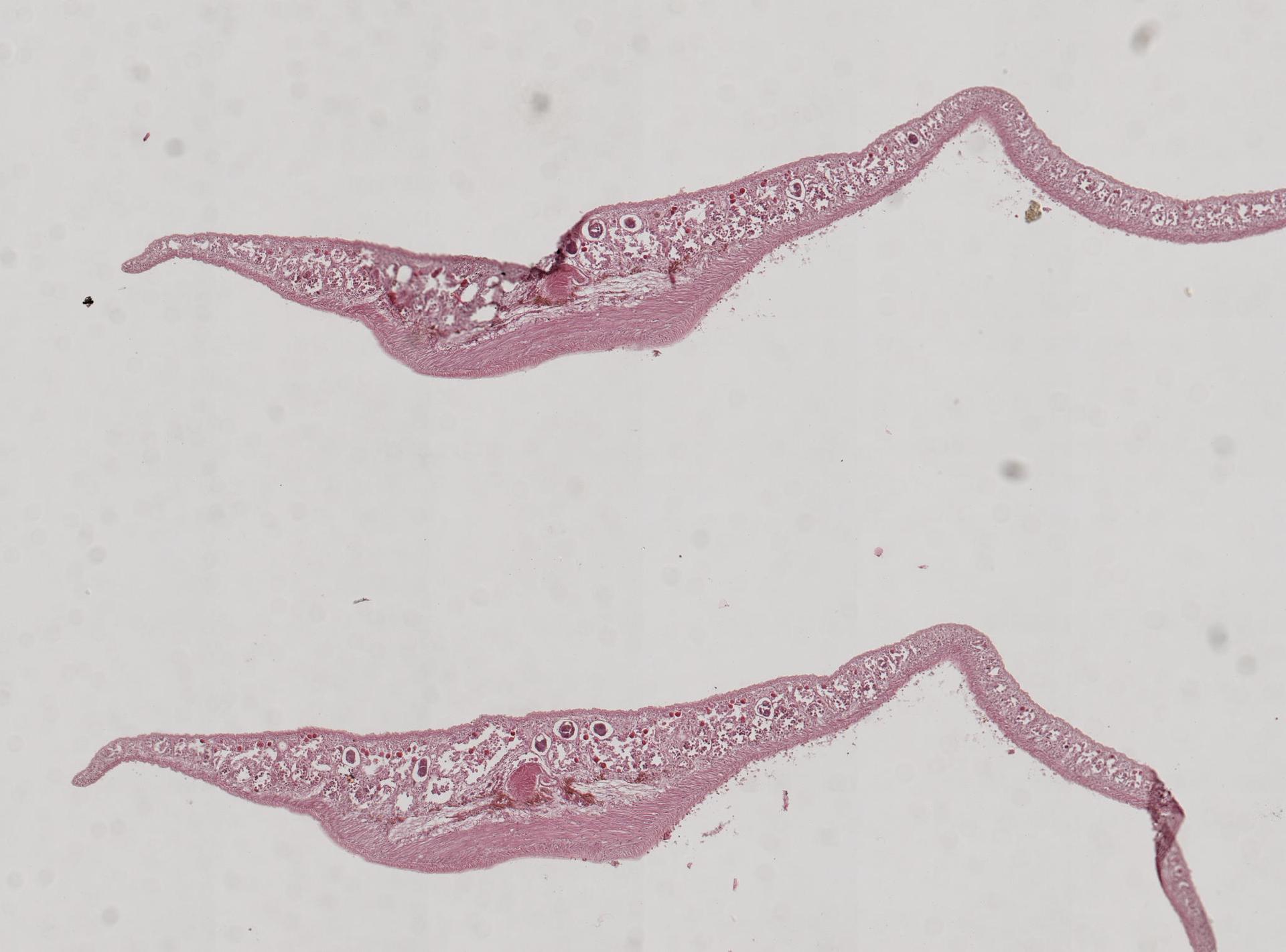 Prosthiostomum cyclops image
