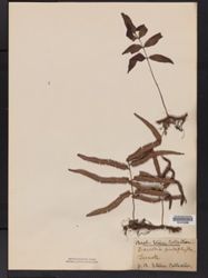 Davallia pentaphylla image