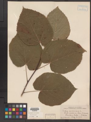 Tilia americana image