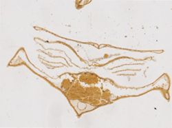 Limulus polyphemus image
