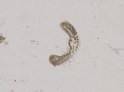 Cephalothrix spiralis image