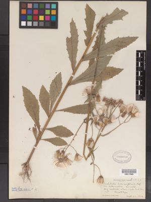 Erechtites hieraciifolia var. intermedius image