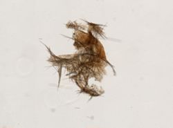 Clathria cervicornis image
