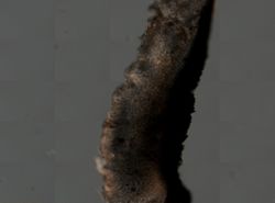 Chondrosia collectrix image