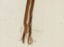 Leptoxis plicata image