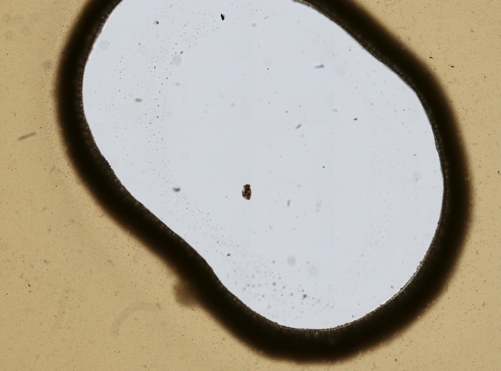 Testudinellidae image