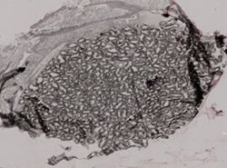 Crassostrea virginica image