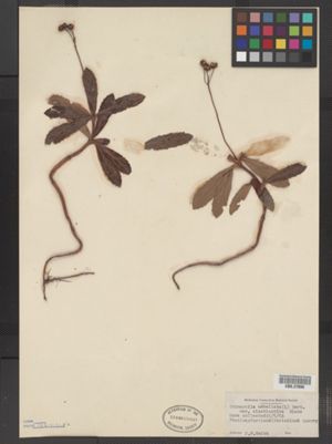 Chimaphila umbellata ssp. cisatlantica image