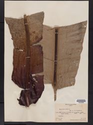 Asplenium nidus image