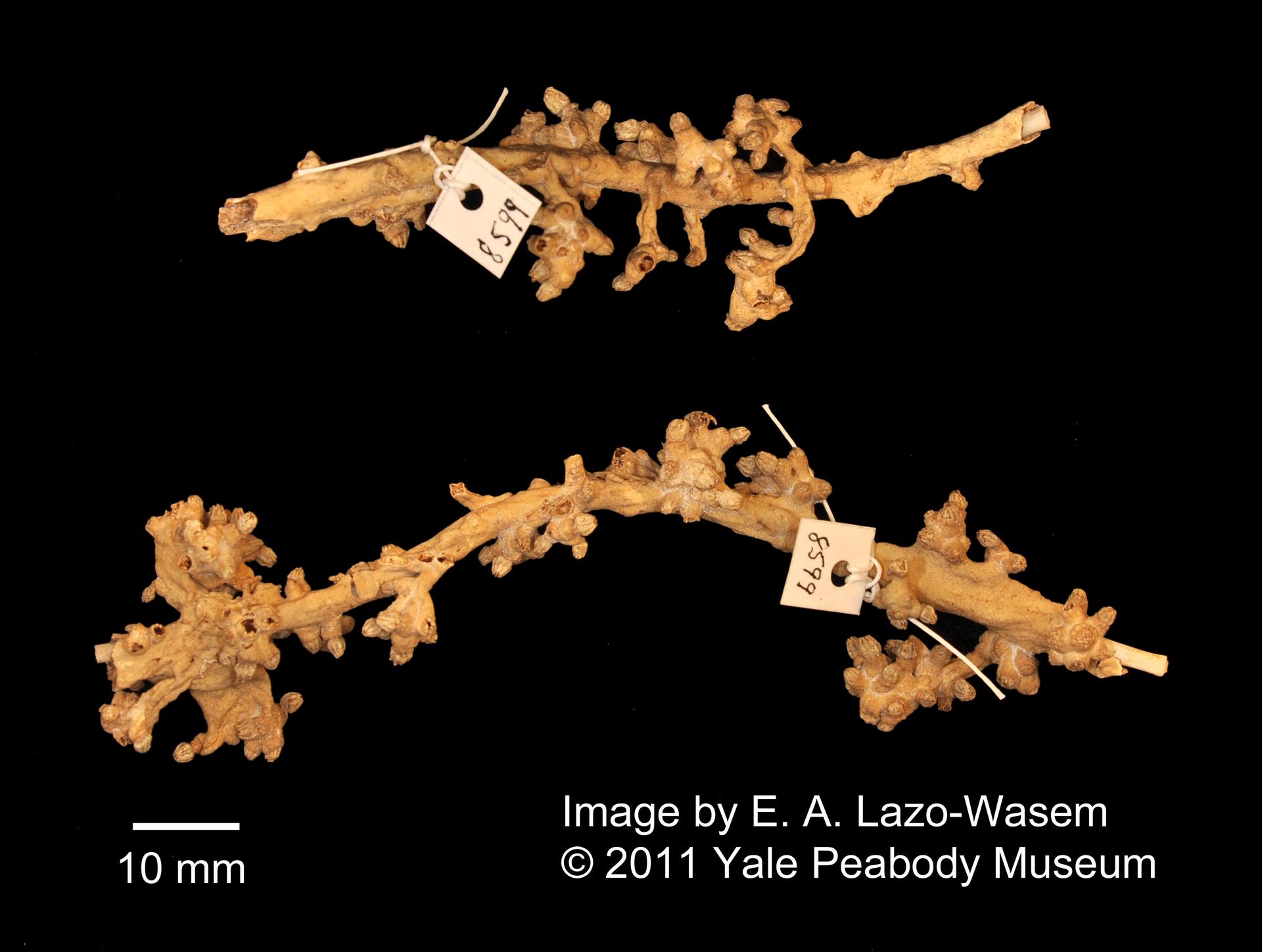 To Yale Peabody Museum of Natural History (YPM IZ 008599.CN)