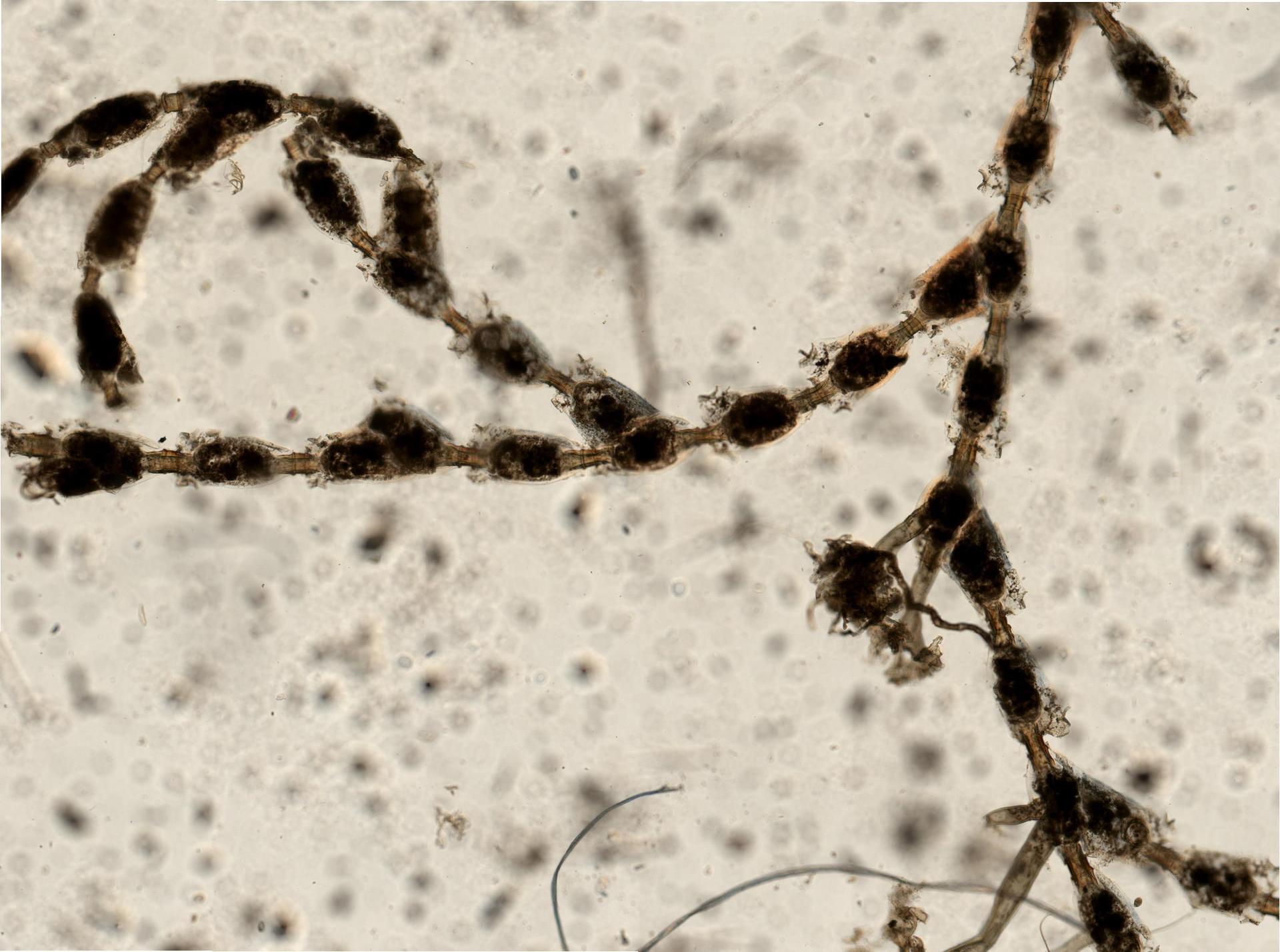 Catenicella elegans image
