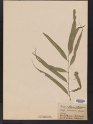 Tectaria christovalensis image