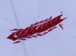Flabellina verrucosa image