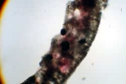 Oceanapia oleracea image