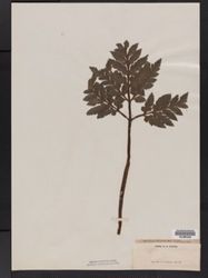 Sceptridium daucifolium image