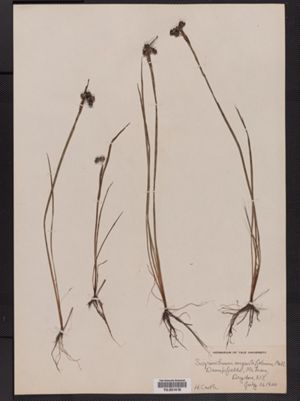 Sisyrinchium angustifolium image