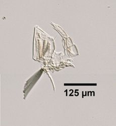Temora longicornis image