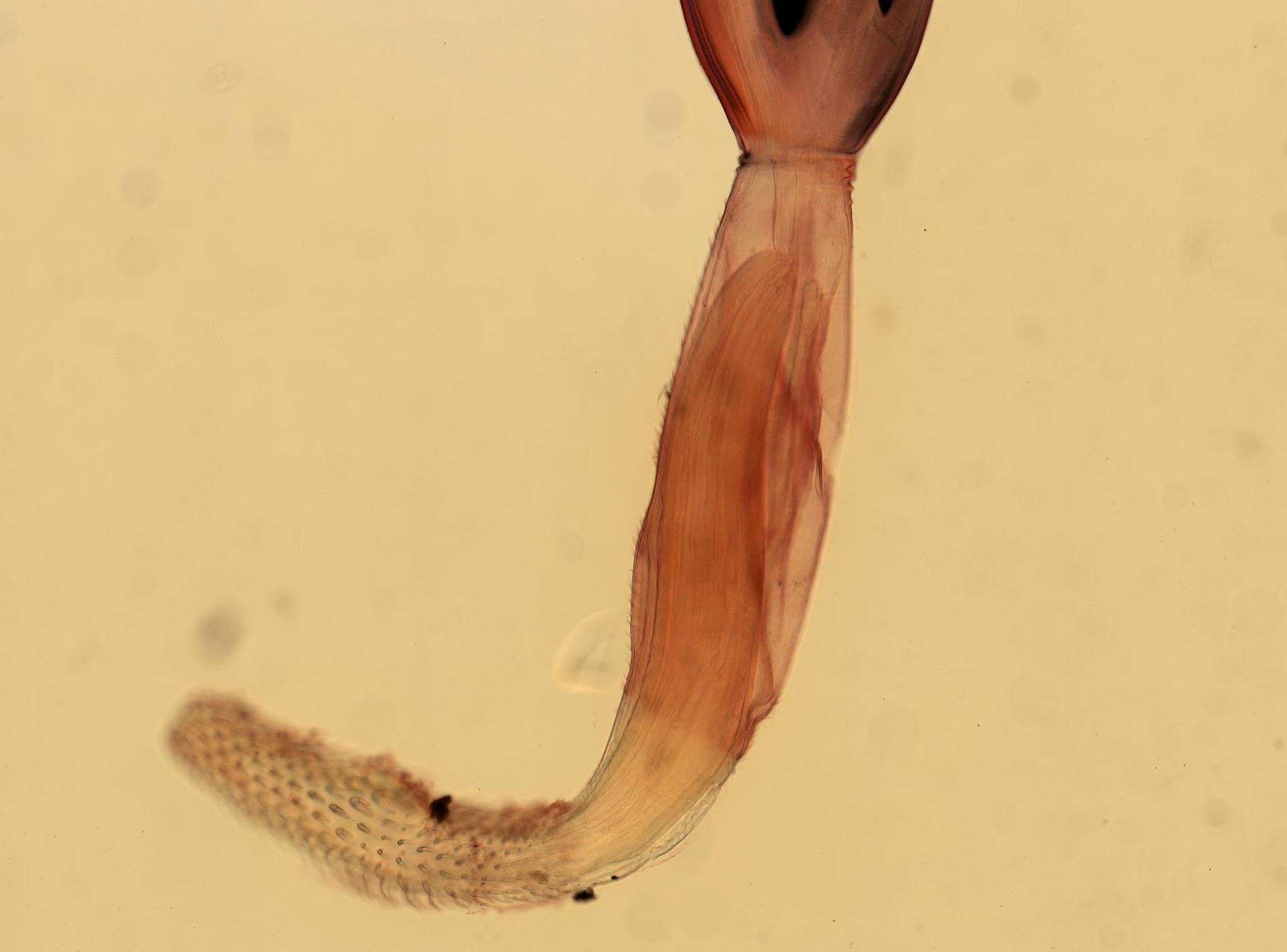 Arhythmorhynchus frassoni image