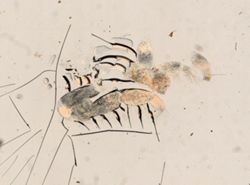 Astacilla granulata image