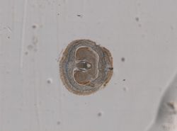 Baseodiscus univittatus image