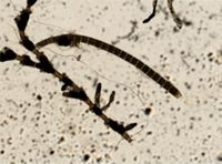 Catenicella elegans image