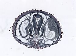 Epiperipatus edwardsii image