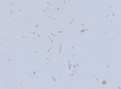 Anheteromeyenia argyrosperma image