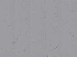 Clathria (Microciona) image