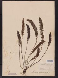 Austroblechnum penna-marina subsp. alpina image