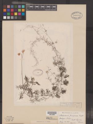 Image of Utricularia purpurea