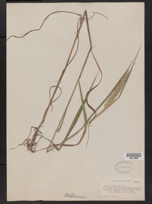 Elymus virginicus image