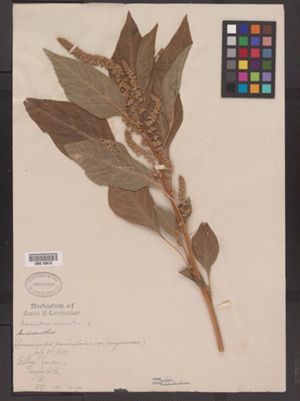 Amaranthus cruentus image