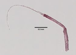 Ianiropsis serricaudis image