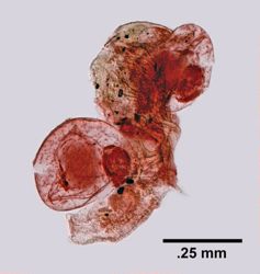 Trypetesa lateralis image