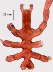Anoplodactylus lentus image