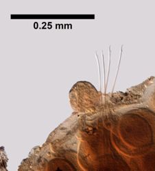 Sphaerodorum gracilis image