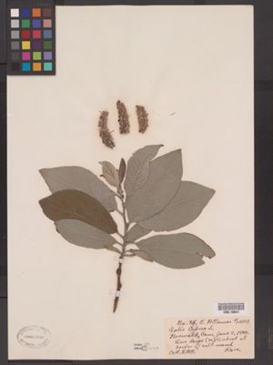 Salix caprea image