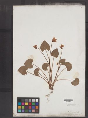 Viola cucullata image