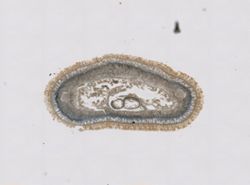 Baseodiscus univittatus image