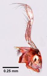 Gammarus fasciatus image