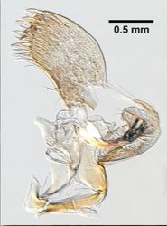 Palaemon macrodactylus image