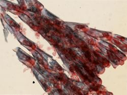 Crisularia turrita image