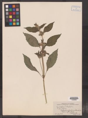 Galeopsis tetrahit image