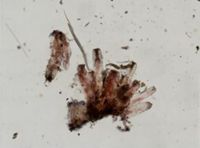 Amathia gracilis image