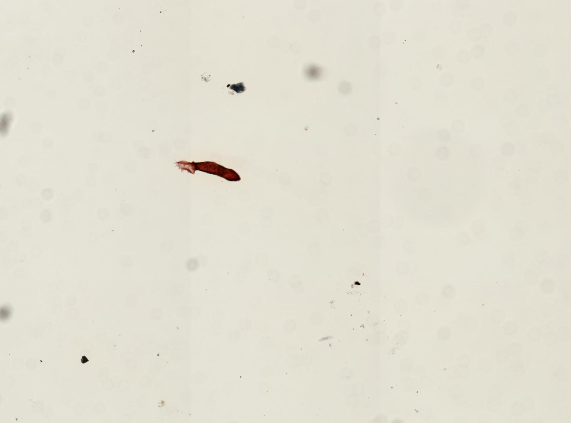 Gyrodactylus elegans image