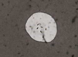 Cephalodella intuta image