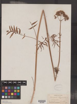 Valeriana officinalis image