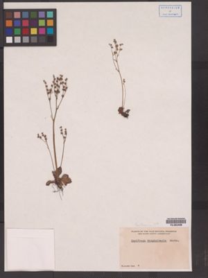 Saxifraga virginiensis image