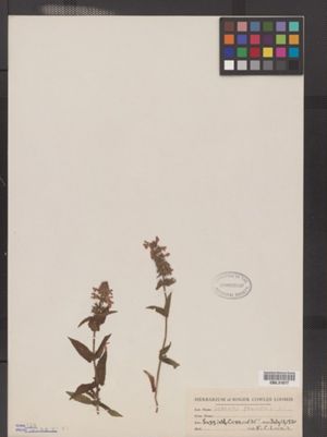 Image of Stachys palustris
